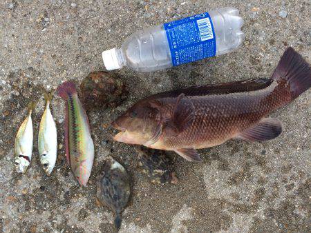 落としで五目釣り