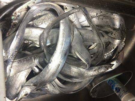 タチウオ釣りました