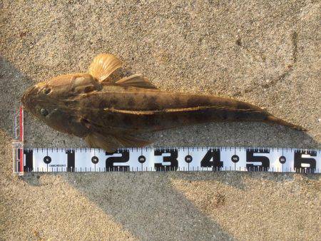 ショアジギング