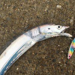 晩ご飯のおかず釣り