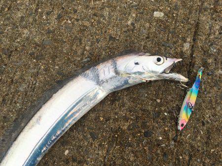 晩ご飯のおかず釣り