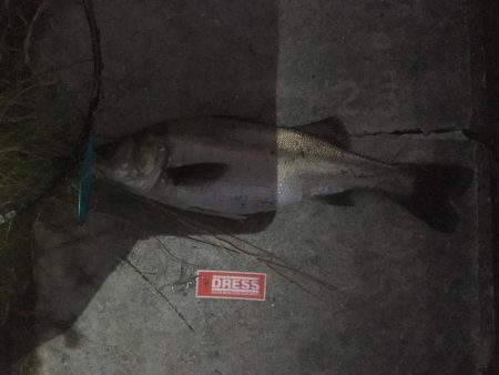 園瀬川上流でヒラスモドキ