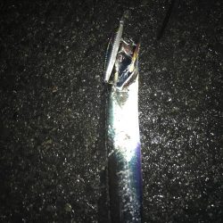 ナイトゲームから朝まずめ