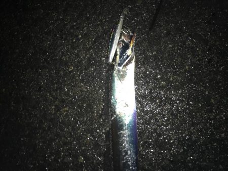 ナイトゲームから朝まずめ