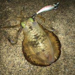 ３連休エギング釣行