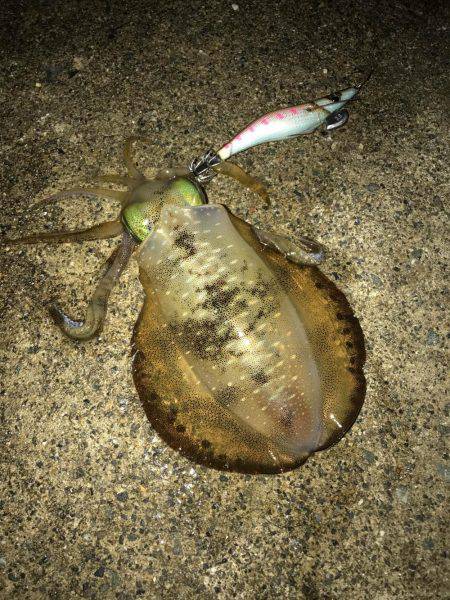 ３連休エギング釣行