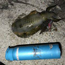 久しぶりのイカ