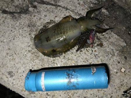 久しぶりのイカ