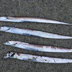 小雨の中、タチウオ