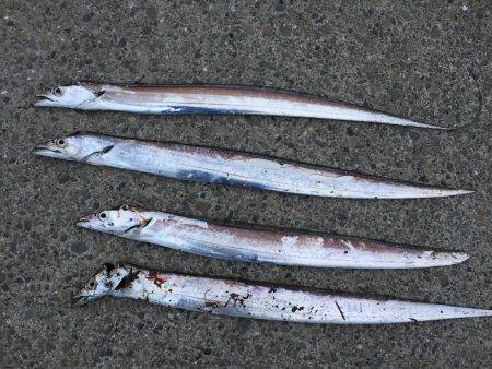 小雨の中、タチウオ