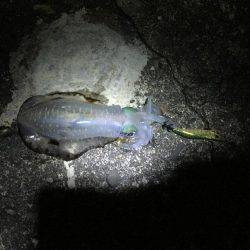 会社帰りにエギング