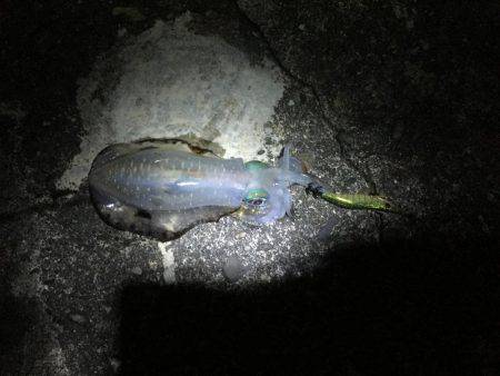 会社帰りにエギング