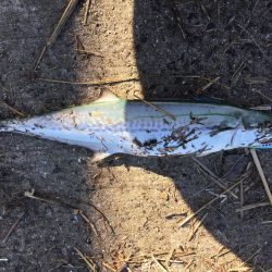 台風後台風前の釣り