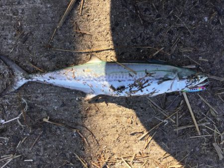 台風後台風前の釣り