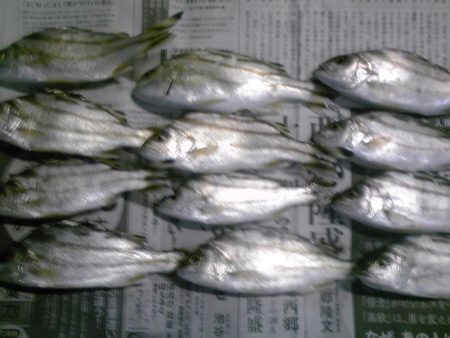 シマイサキ12匹