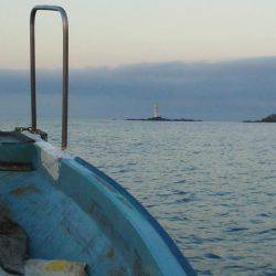 グレ・アオリイカ・共に小さい・・・・・・