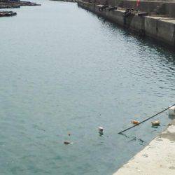 久し振りのアジつり・・・アオリイカ一杯・・