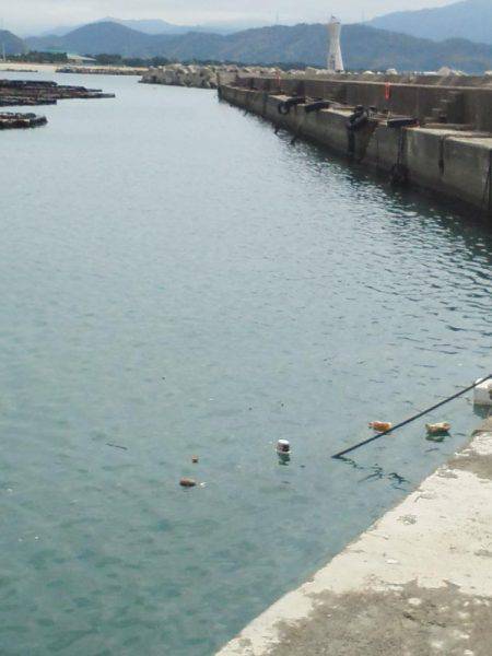 久し振りのアジつり・・・アオリイカ一杯・・