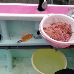 初の船釣りは最高の釣果!