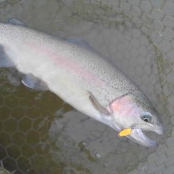 大安トラウトレイク 釣果