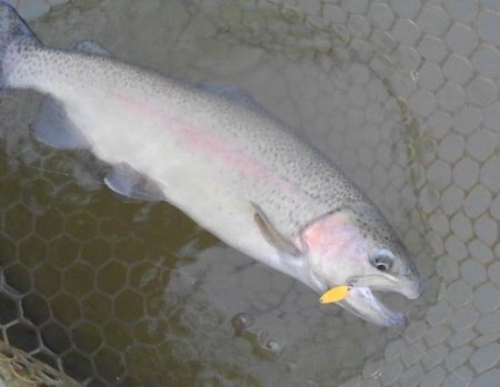 大安トラウトレイク 釣果