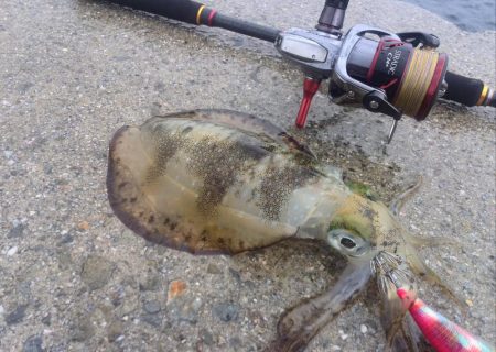 雨の中エギング