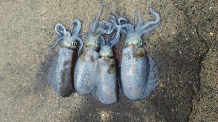 短時間エギング