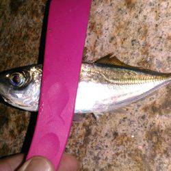 豆アジすこしサイズアップ♪