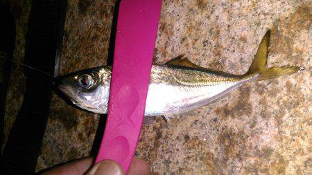 豆アジすこしサイズアップ♪