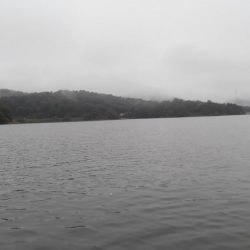 今期初ワカサギ