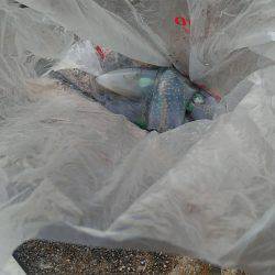 夕まずめエギング