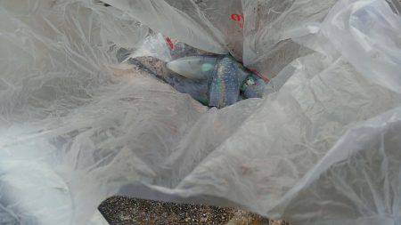 夕まずめエギング