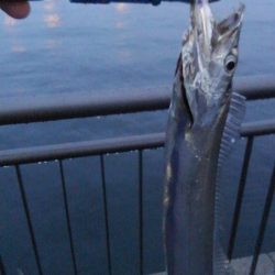 なんとか釣れた