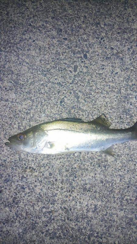 キスとシーバスゲット！