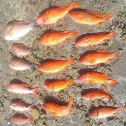 アカハタボート