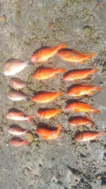 アカハタボート