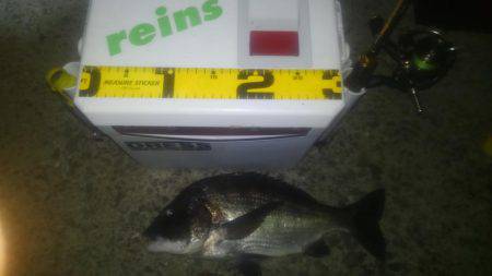 サイズもよくなってきた