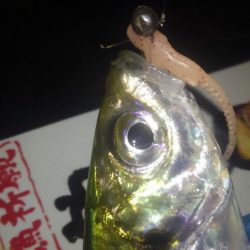 サイズも良くなってきた