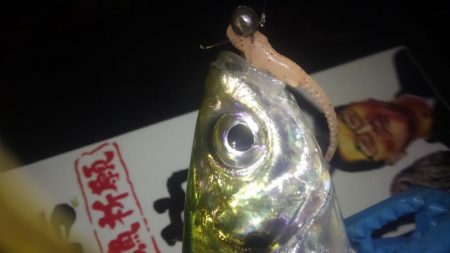 サイズも良くなってきた