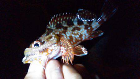 チビガシラの日