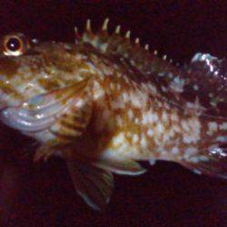 やっぱりのべ竿が好き!