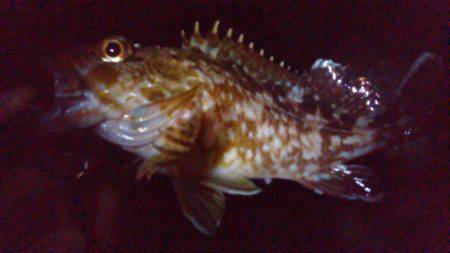 やっぱりのべ竿が好き!