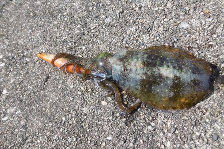 時合いのがす！