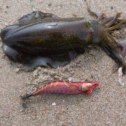 シブいエギング