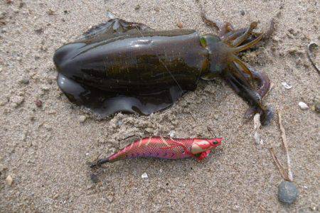 シブいエギング