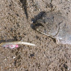 エギングついでに・・・・