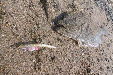 エギングついでに・・・・