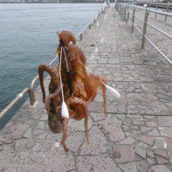 スナダコオクトパッシング