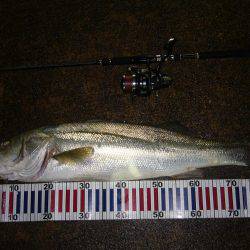 荒れた日のサラシの中で