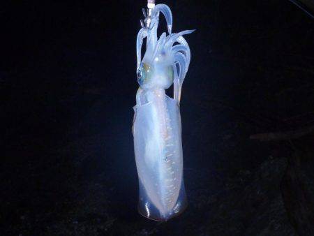 釣り日和なれど